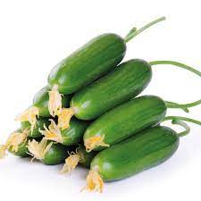 Silor Çengelköy Kg