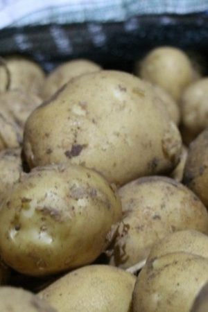 Patates Tohumu